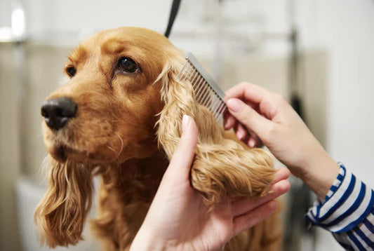 Come mantenere la lucentezza del pelo del tuo cane: l'importanza di una dieta equilibrata e dei trattamenti