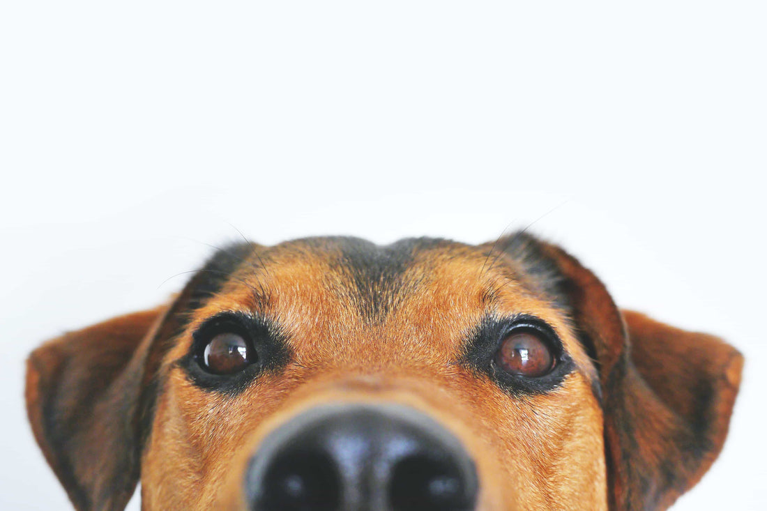 L'importanza della corretta alimentazione per la salute del tuo cane
